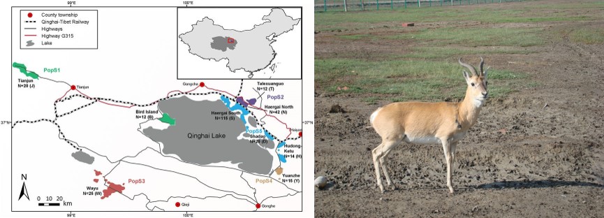 Sci Rep：青藏铁路对普氏原羚种群基因交流的影响